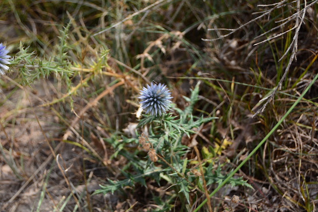 Echinops ritro