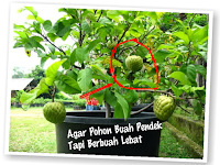 Ini dia Tips Sederhana agar Pohon buah pendek lebat buahnya! PERLU TAU buat kamu yang Suka Menanam