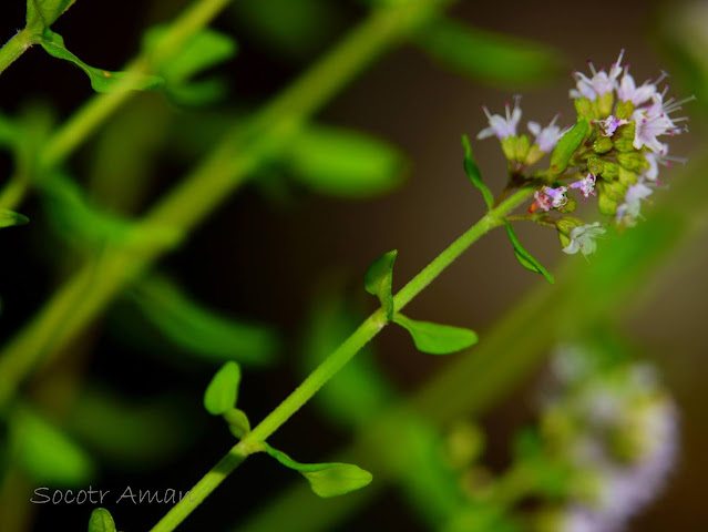 Mentha japonica