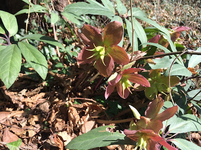 Helleborus niger on trail 533.