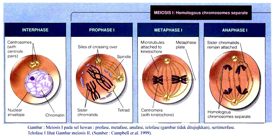 Tahap Pembelahan Sel  Secara Meiosis Pembelahan Reduktif 