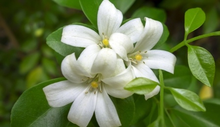 orange jasmine