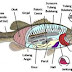 36+ Anatomi Ikan Berfungsi Untuk