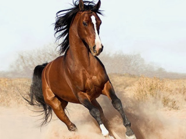 Super Beautiful Horse HD Wallpaper Free