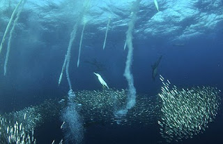 Sardine Run Shark Feeding Frenzy Phenomenon in Africa