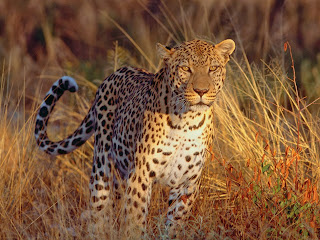 Leopards HD Wallpapers, leopards images, 