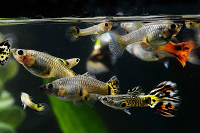 Ikan Guppy Aquascape