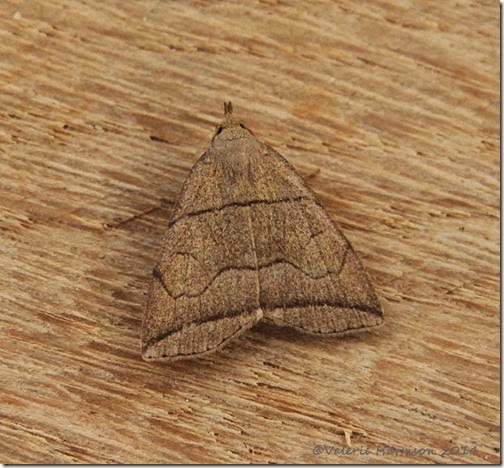 Small-Fan-foot-3