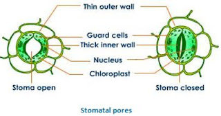 CBSE Class 10 Science Chapter 6 Life Processes Notes