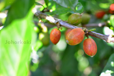 Kopi-Luwak-Civet-Cat-Coffee