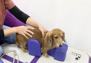 tratamento em cães paralisados