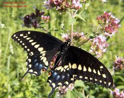 The Black Swallowtail butterfly 
