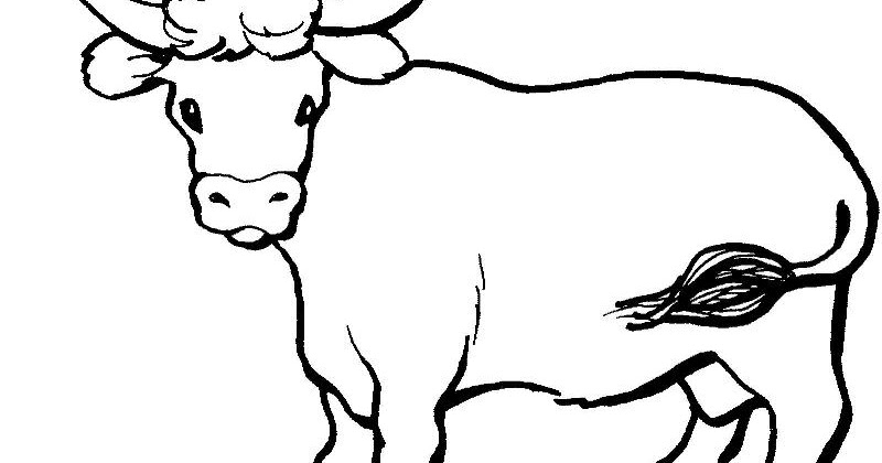 Sketsa gambar sapi untuk belajar mewarnai anak TK