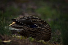 IMG_6491-2