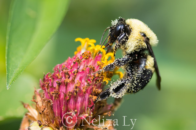 bee on zinnia