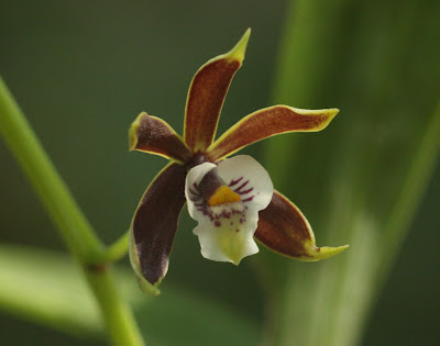 Prosthechea pterocarpa - Winged Seedpod Prosthechea care