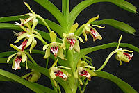 Vanda cristata