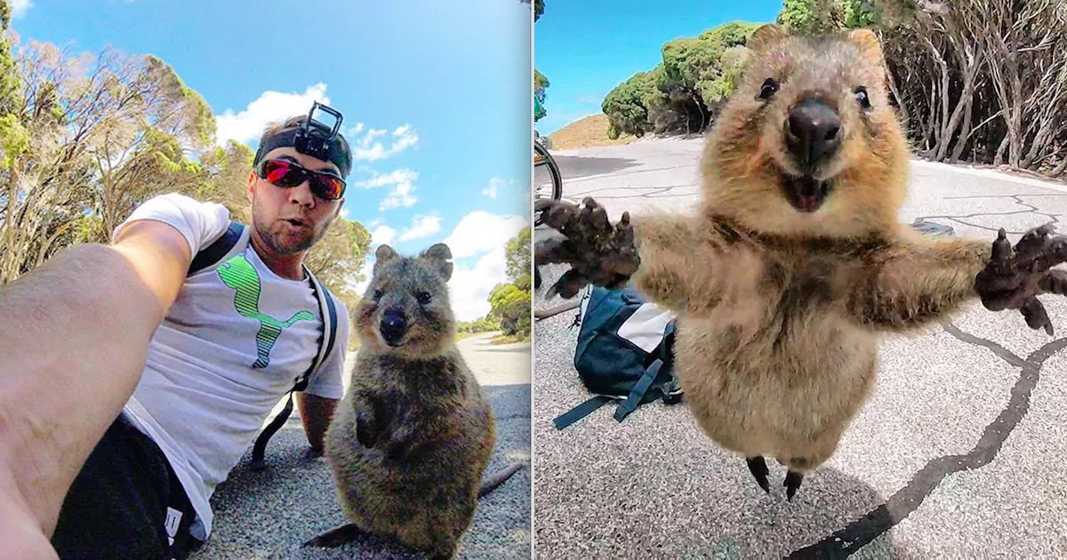 Cyclist Captures Epic Selfies With Quokka That Wouldn't Leave His Side