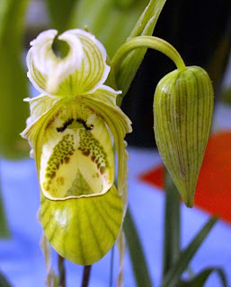 Phragmipedium pearcei Orchid, Anggrek Cantik, Tanaman Langka, Bunga Indah