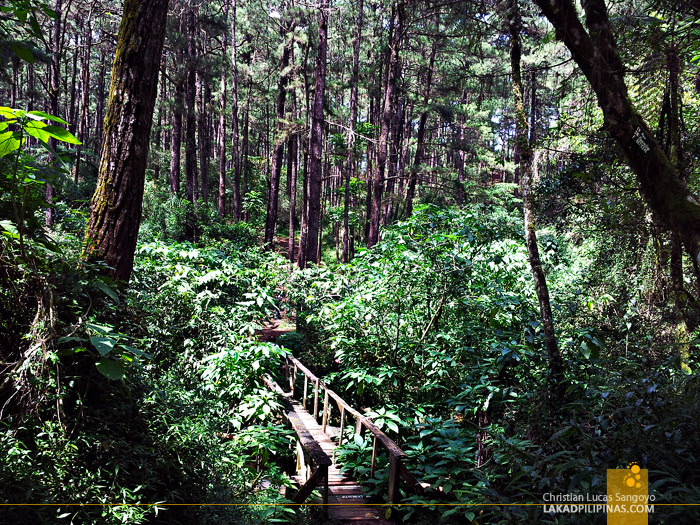 Camp John Hay's Eco Trail in Baguio City