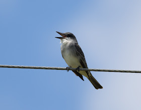 Gray Kingbird - Josie Billie Highway, Florida