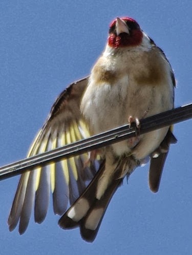 Pourquoi le chardonneret perd les plumes des ailes ?