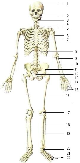 human skeleton drawing. human skeleton cartoon. are