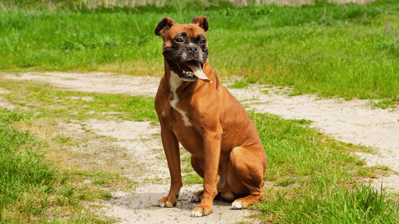 Boxer Köpek