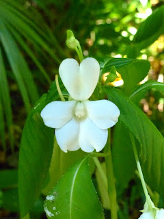 Impatiens flaccida