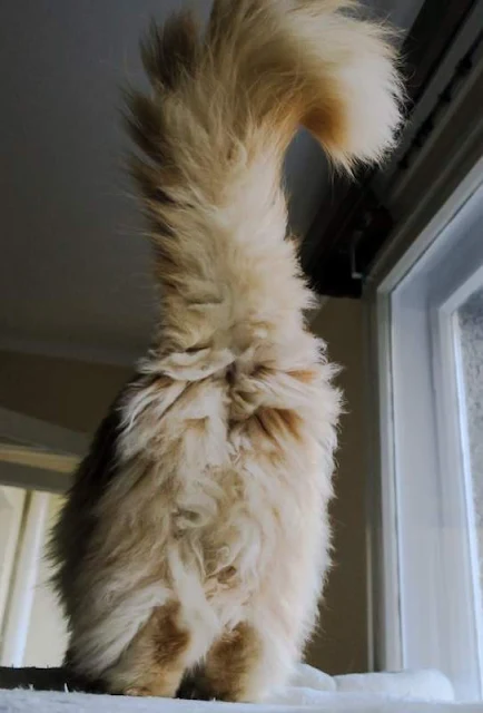 Maine Coon backside