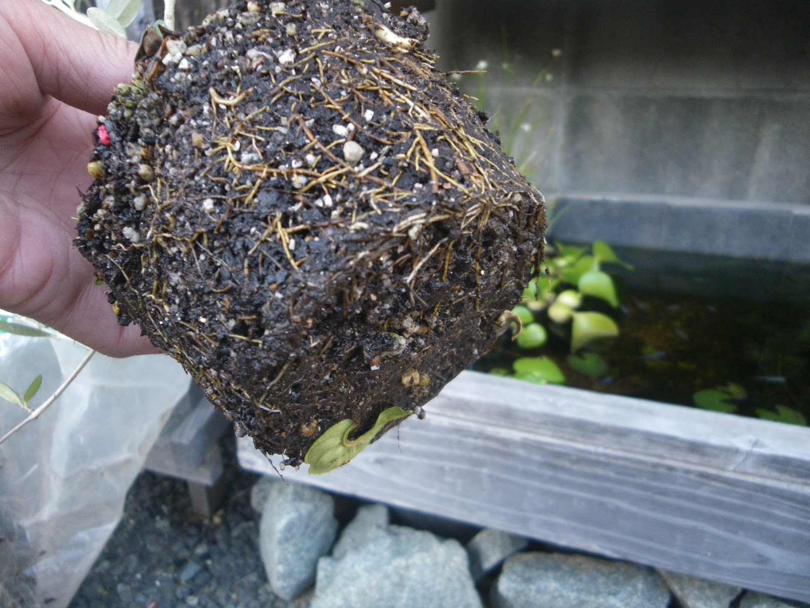 オリーブの鉢植えの育て方 必ずできる植え付けの方法 メダカの大工