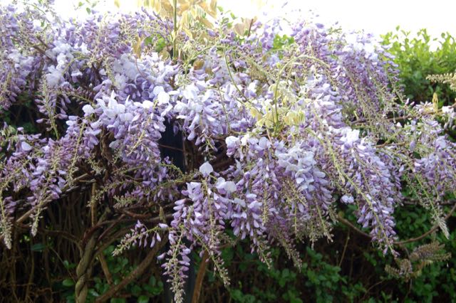 Wisteria. blauwe regen bloei