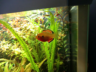 Hypseleotris compressa snacking on cat fish pellets