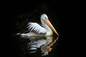 pelican-bird-swimming-in-the-water