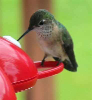 hummingbirds