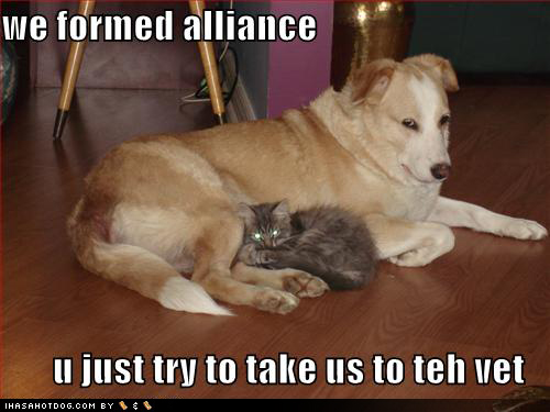 Funny Dogs And Cats Together