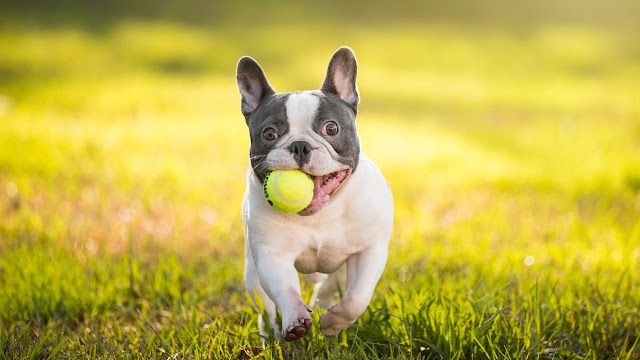 French Bulldog Pitbull Mix Personality and Temperament