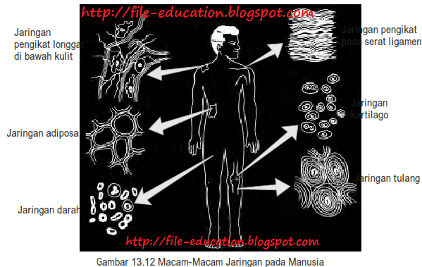 Macam / Jenis Jaringan pada Hewan Vertebrata dan Manusia 