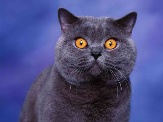 british shorthair cat kitten pets