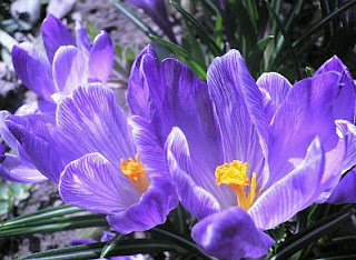 Flores, Fotos de Violetas, parte 2