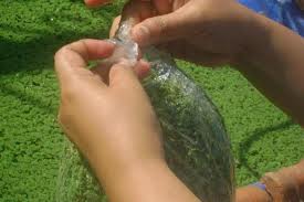 Jual bibit Azolla