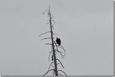 Yellowstone 2009 086