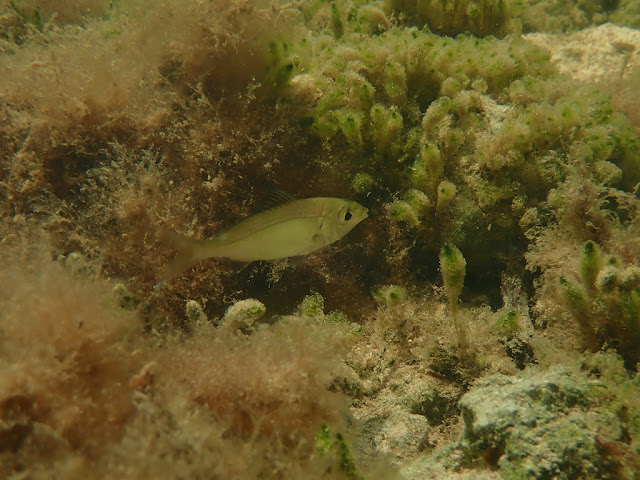 Eucinostomus sp