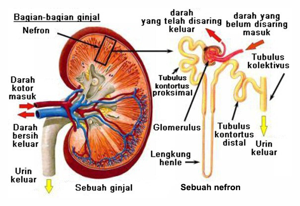 7 Bagian Nefron Lengkap Fungsi Dan