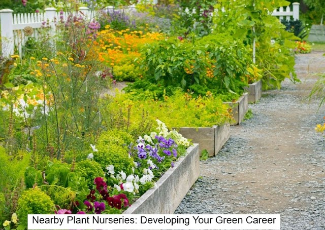 Nearby Plant Nurseries: Developing Your Green Career