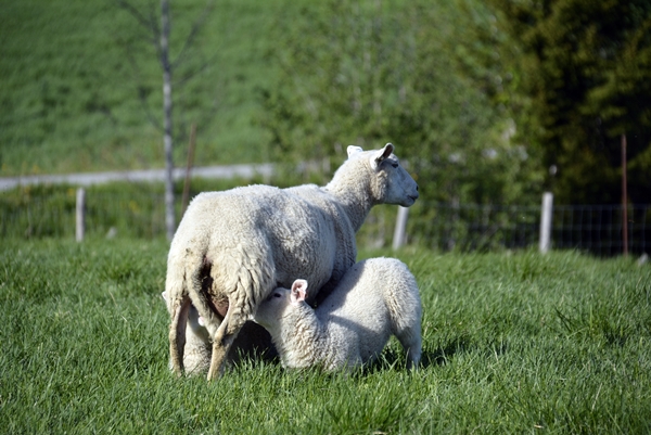 sauer, lam lamunger søyer