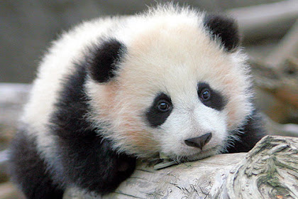 Pandas Cute baby panda wallpaper