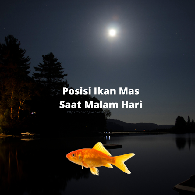 Posisi Ikan Mas Saat Malam Hari