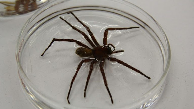 Aranha mexicana surpreende especialistas por seu tamanho