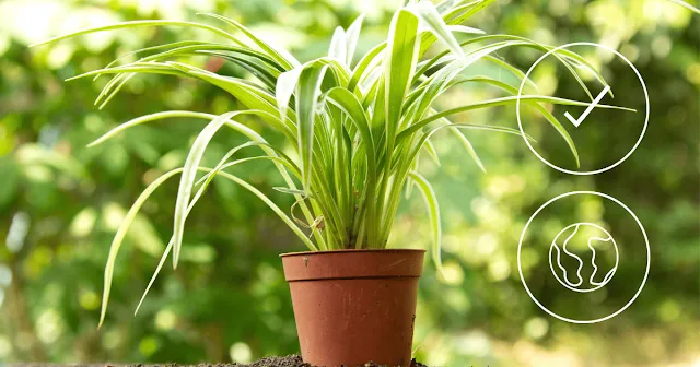 How Often to Water a Spider Plant: Best Watering Schedule